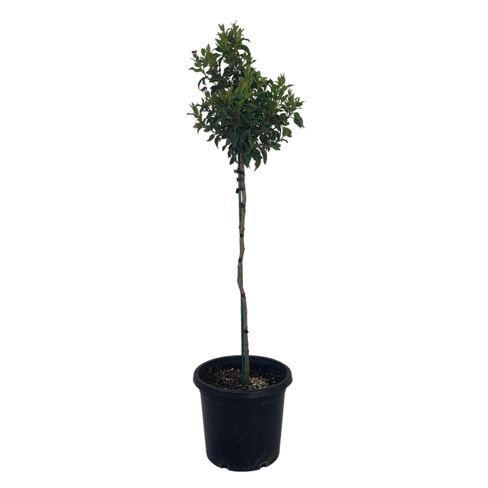 10L Viburnum - Viburnum tinus Eve Price