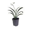 2L Renga Renga Lily - Arthropodium
