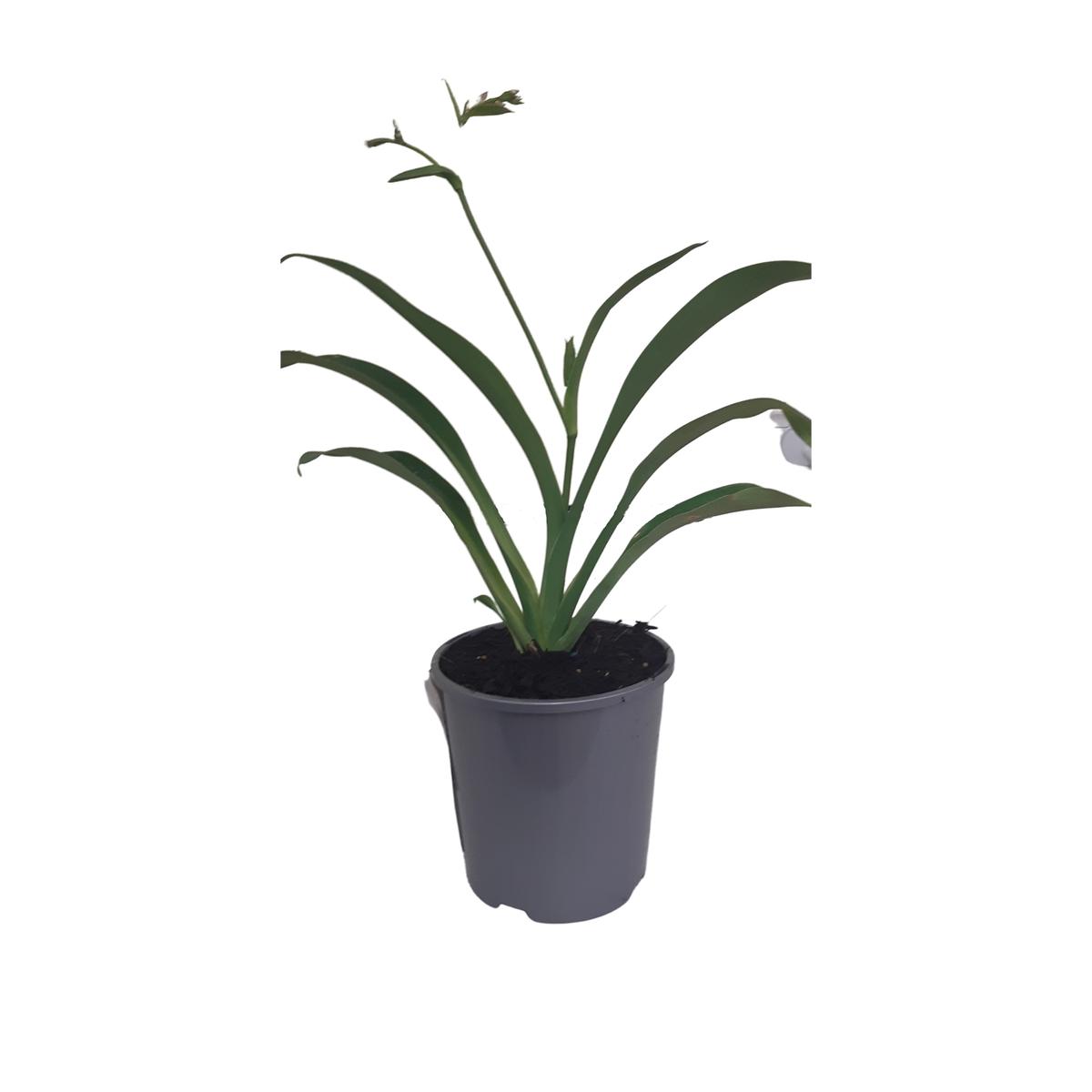 2L Renga Renga Lily - Arthropodium - Bunnings New Zealand
