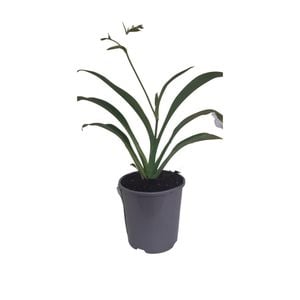 2L Renga Renga Lily - Arthropodium
