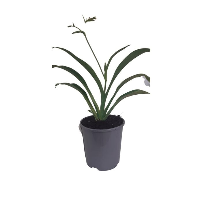 2L Renga Renga Lily - Arthropodium