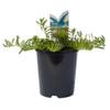 140mm Yareena - Myoporum Parvifolium 'PAV01'