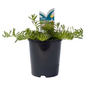 140mm Yareena - Myoporum Parvifolium 'PAV01'
