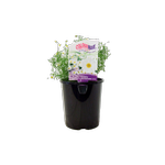 1.5L Colourwave Surdaisy Brachyscome White - Brachyscome
