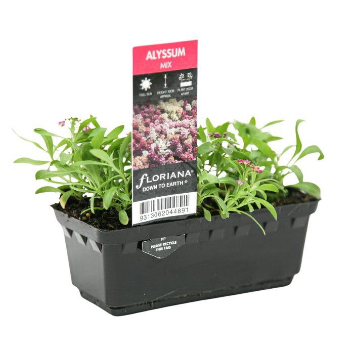 Punnet Mix Alyssum - Lobularia maritima