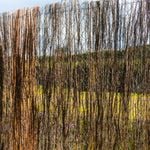 Scape 3.0 x 1.8m Brushwood Screen