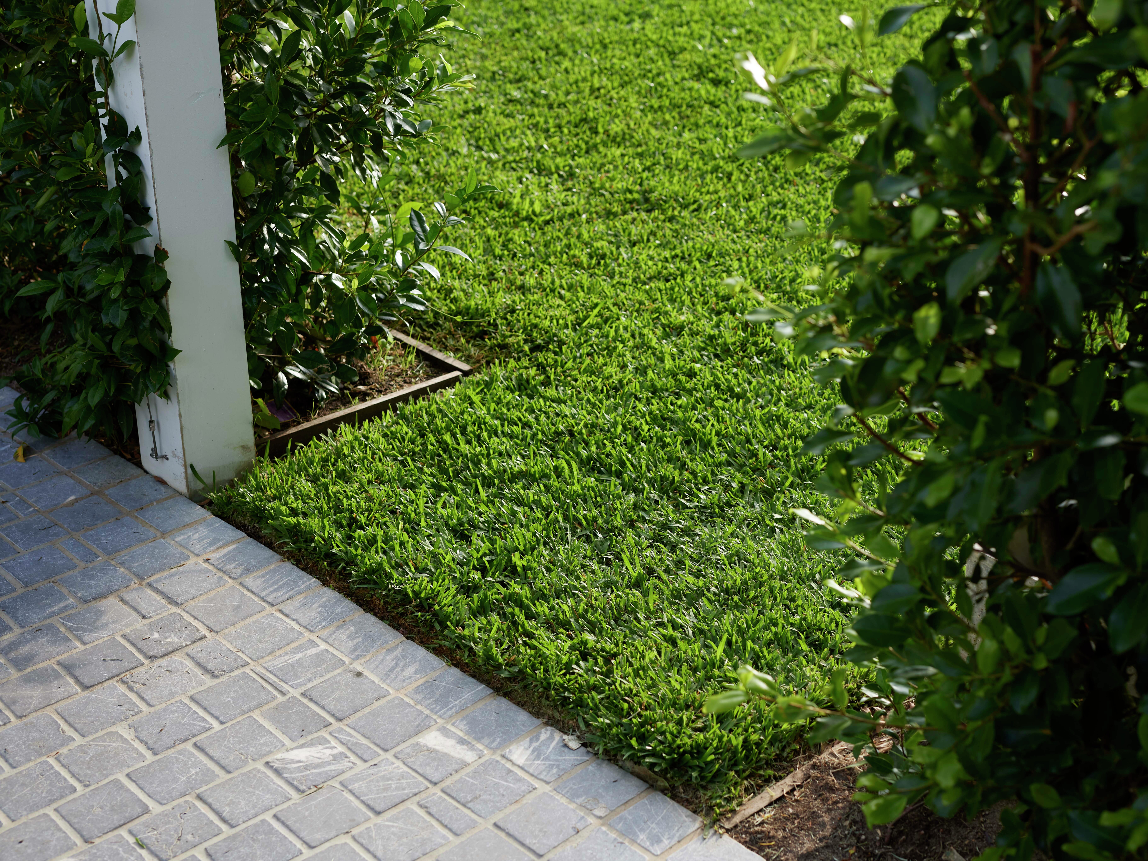 Lawn grubs bunnings hotsell