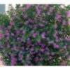 140mm Cuphea Violet - Cuphea hyssopifolia