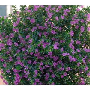 140mm Cuphea Violet - Cuphea hyssopifolia