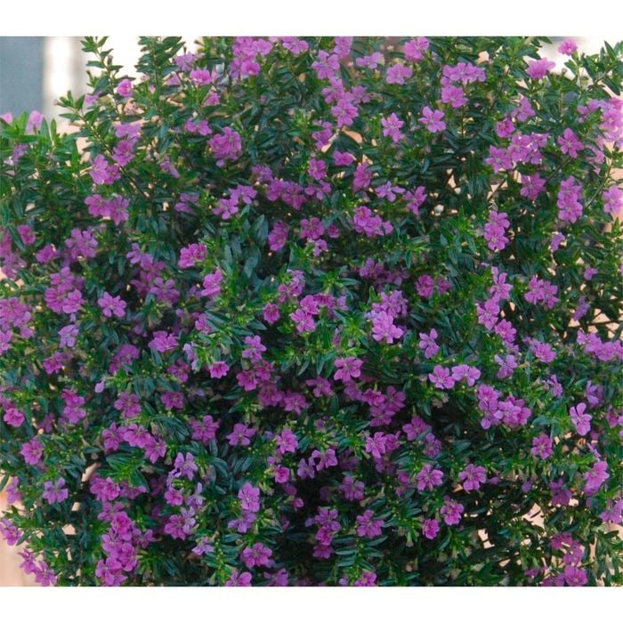 140mm Cuphea Violet - Cuphea hyssopifolia