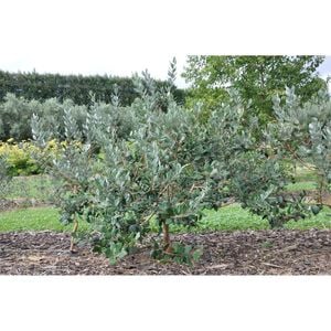 Incredible Edibles Pounamu Feijoa 3L