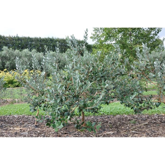 Incredible Edibles Pounamu Feijoa 3L