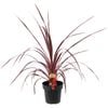 180mm Cordyline Salsa - Cordyline australis