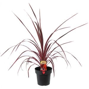 180mm Cordyline Salsa - Cordyline australis