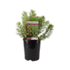140mm Adenanthos Baby Woolly Bush - Adenanthos sericeus