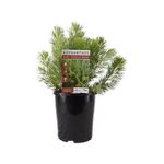 140mm Adenanthos Baby Woolly Bush - Adenanthos sericeus