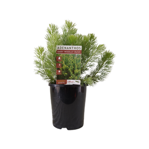 140mm Adenanthos Baby Woolly Bush - Adenanthos sericeus
