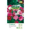 Country Value Seed Cosmos Sensation Mixed