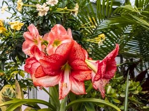 Red amaryllis flower.
