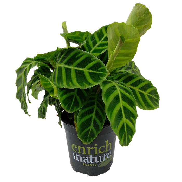 170mm Zebra Plant - Calathea zebrina
