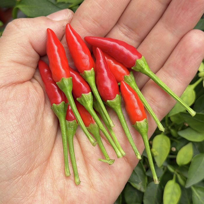 Hand holding freshly picked red chilli peppers against a leafy chilli plant with ripening fruit.