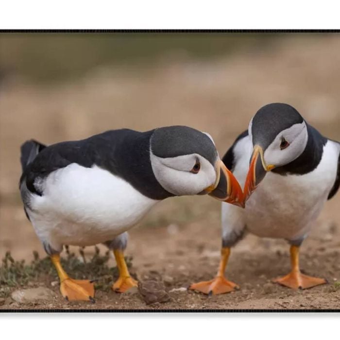 Atlantic Puffin Cliffs of Skomer  Print 100% Australian Made 90x60cm  (Poster)