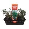 Punnet Thyme - Thymus vulgaris - Grow Your Own Range
