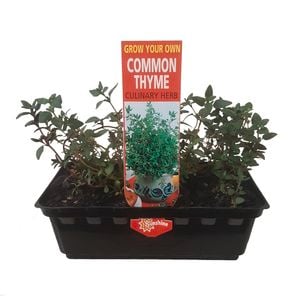 Punnet Thyme - Thymus vulgaris - Grow Your Own Range