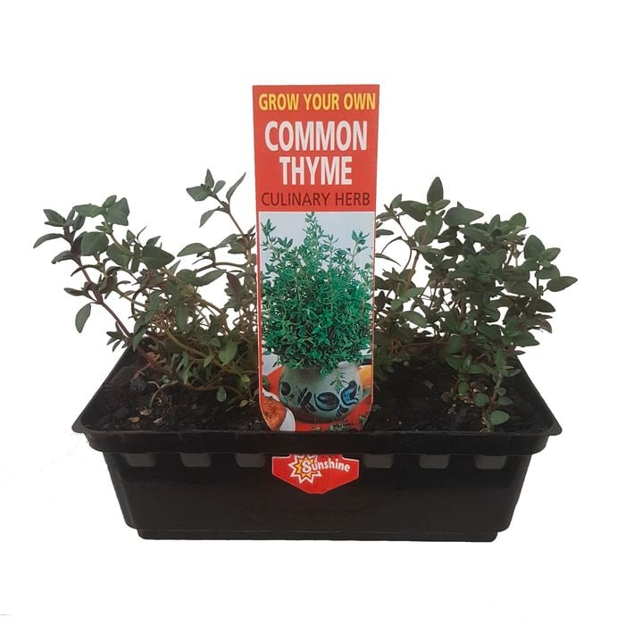 Punnet Thyme - Thymus vulgaris - Grow Your Own Range