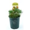 150mm Banksia Birthday Candles - Banksia spinulosa