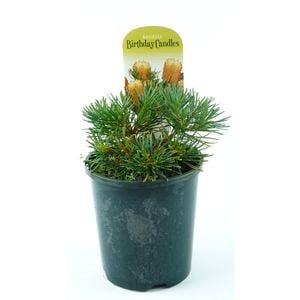 150mm Banksia Birthday Candles - Banksia spinulosa