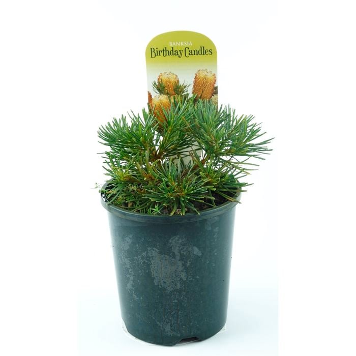 150mm Banksia Birthday Candles - Banksia spinulosa
