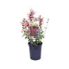 140mm Agastache Salmon and Pink Fiesta - Agastache mexicanna hybrid