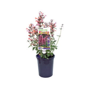 140mm Agastache Salmon and Pink Fiesta - Agastache mexicanna hybrid