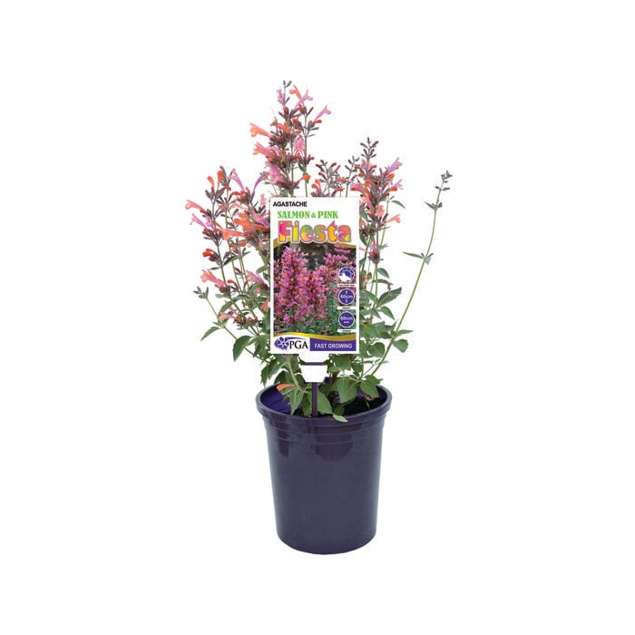 140mm Agastache Salmon and Pink Fiesta - Agastache mexicanna hybrid