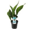 200mm Cast Iron Plant - Aspidistra elatior