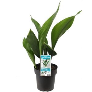 200mm Cast Iron Plant - Aspidistra elatior
