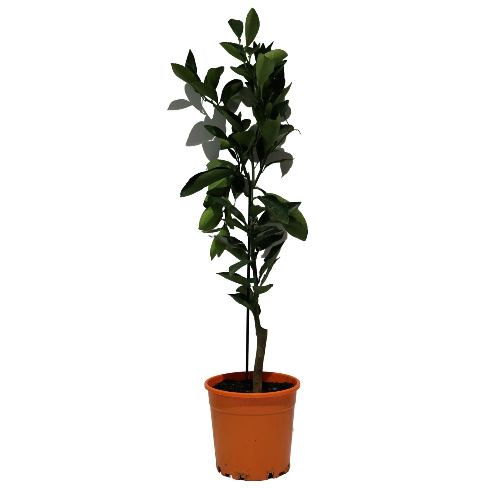 200mm Orange TOC Summer Navel product image