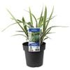 180mm Dianella Wyeena - Dianella tasmanica Wyeena