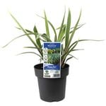 180mm Dianella Wyeena - Dianella tasmanica Wyeena