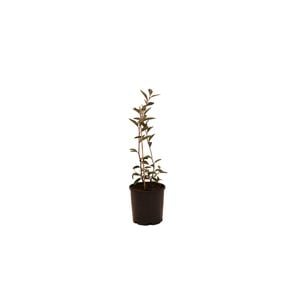 140mm Grevillea Murray Valley Queen - Grevillea victoriae