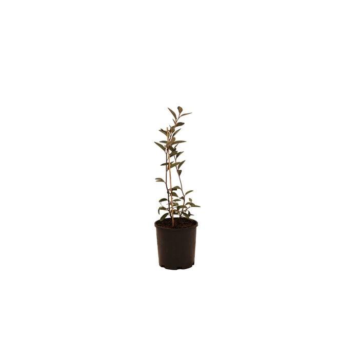 140mm Grevillea Murray Valley Queen - Grevillea victoriae