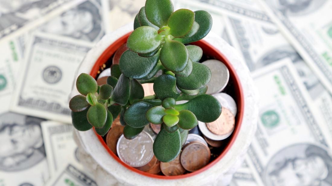 Wide shot of a jade plant surround by money.