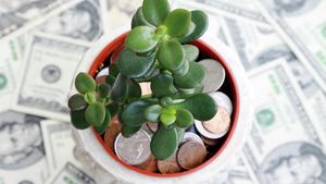 Wide shot of a jade plant surround by money.