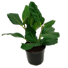 150mm Ficus Audrey - Ficus benghalensis