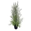 6L Kohuhu - Pittosporum tenuifolium Silver Sheen