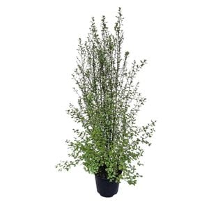 6L Kohuhu - Pittosporum tenuifolium Silver Sheen