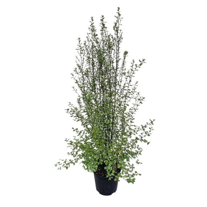 6L Kohuhu - Pittosporum tenuifolium Silver Sheen