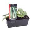 Punnet Zucchini Black Jack - Cucurbita pepo
