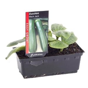 Punnet Zucchini Black Jack - Cucurbita pepo